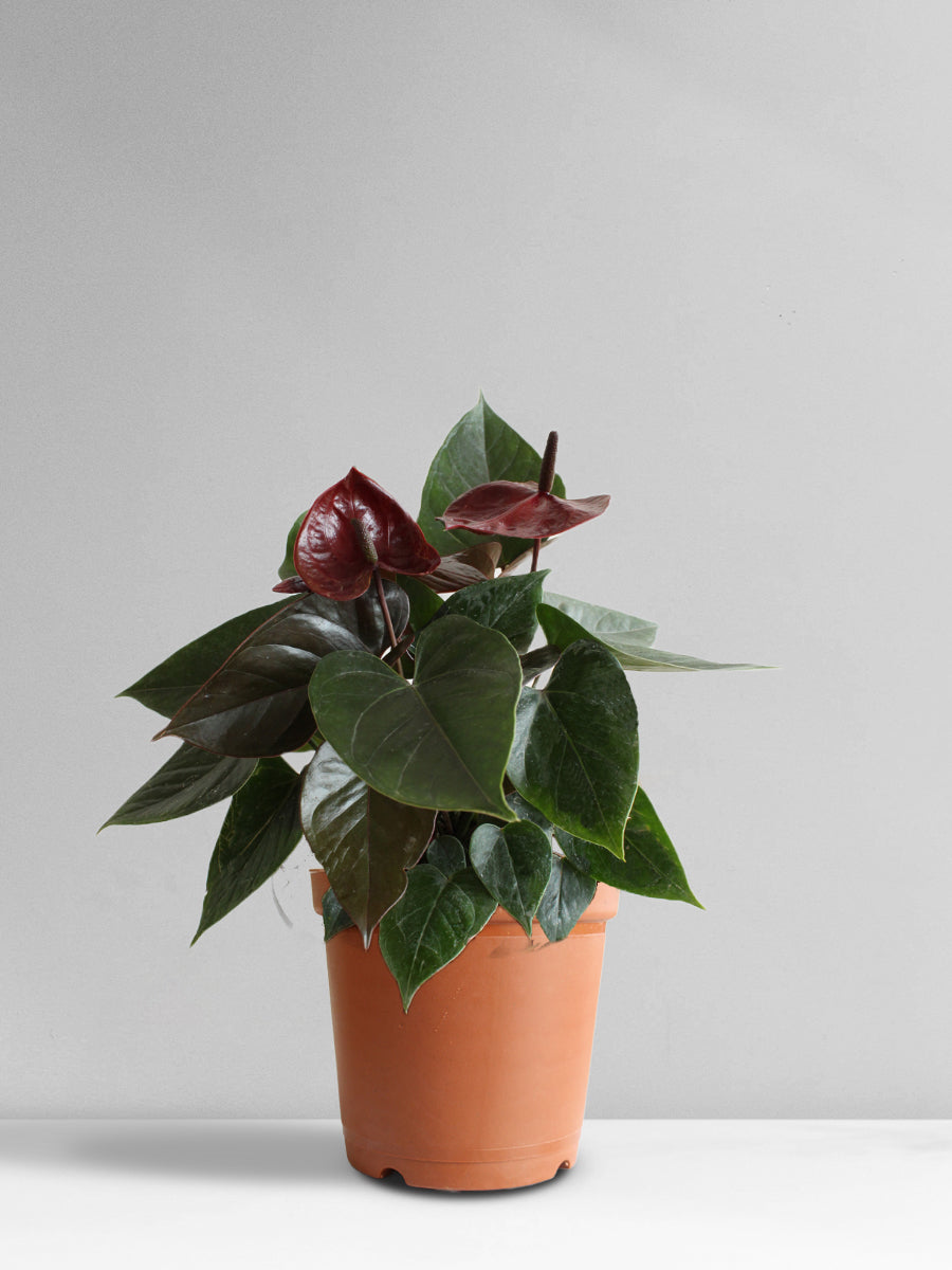 Anthurium Chocolate (Medium)
