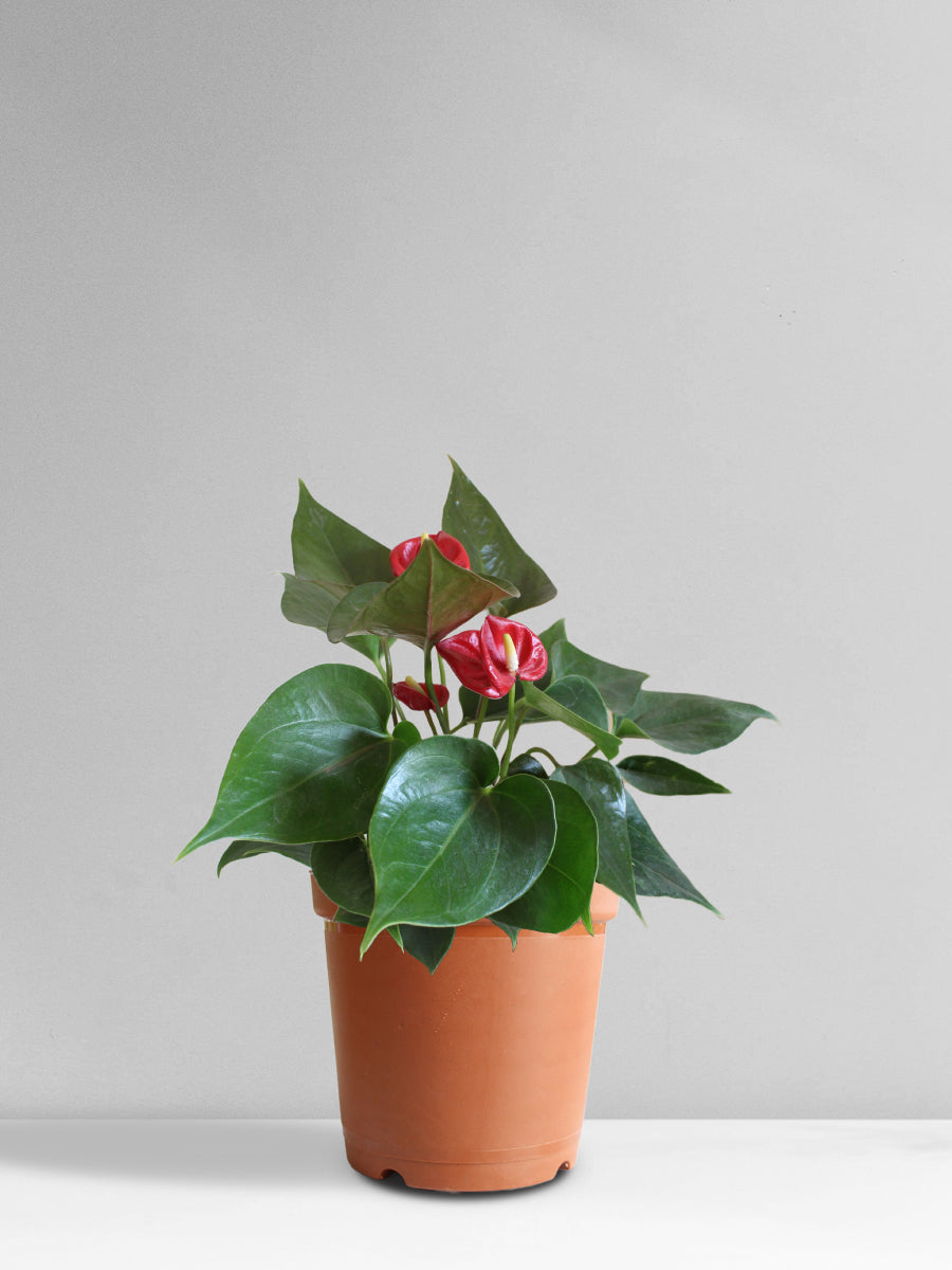 Anthurium Mini Red (Medium)