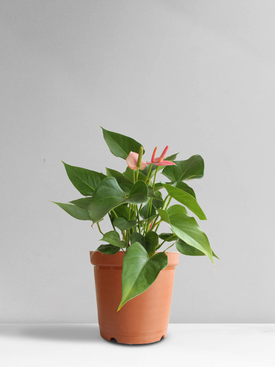 Anthurium Pink (Medium)