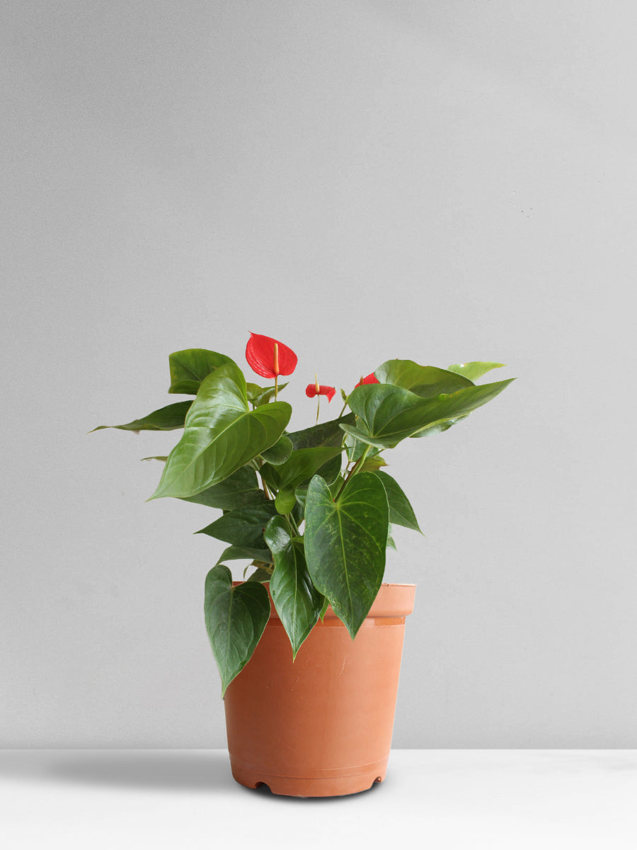 Anthurium Red (Medium)