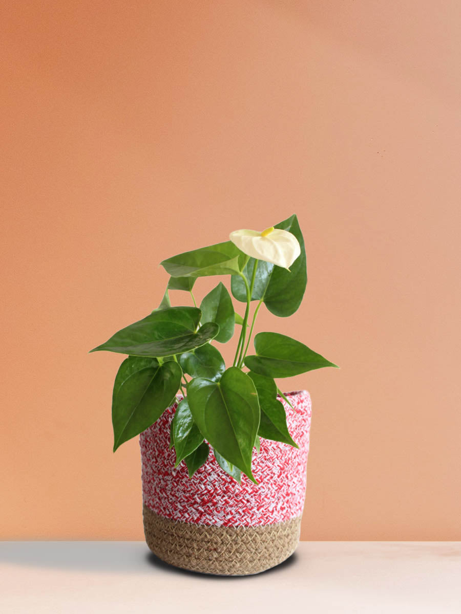Anthurium White (Medium)