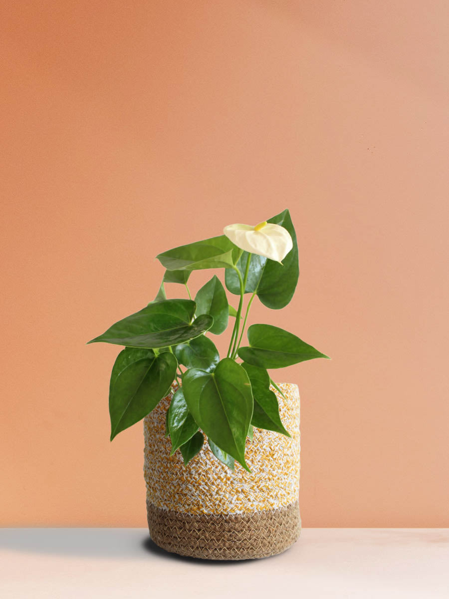 Anthurium White (Medium)