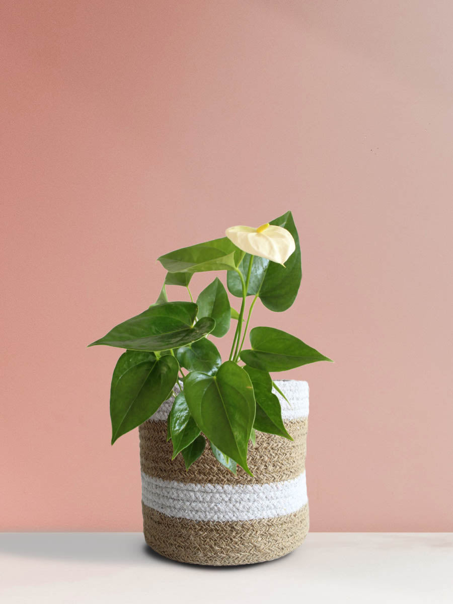 Anthurium White (Medium)