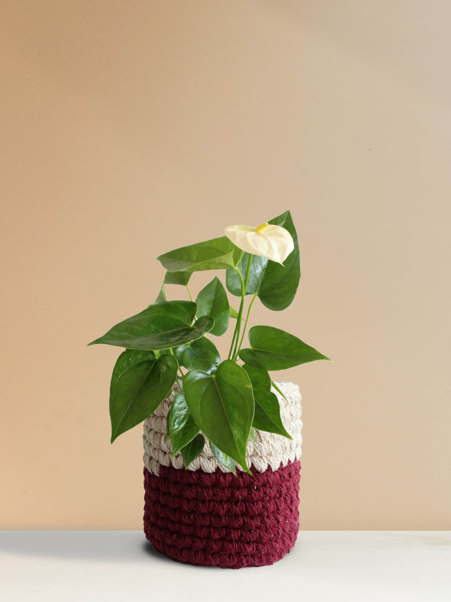 Anthurium White (Medium)
