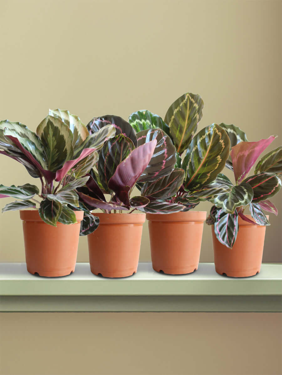 Big Leaf Calatheas