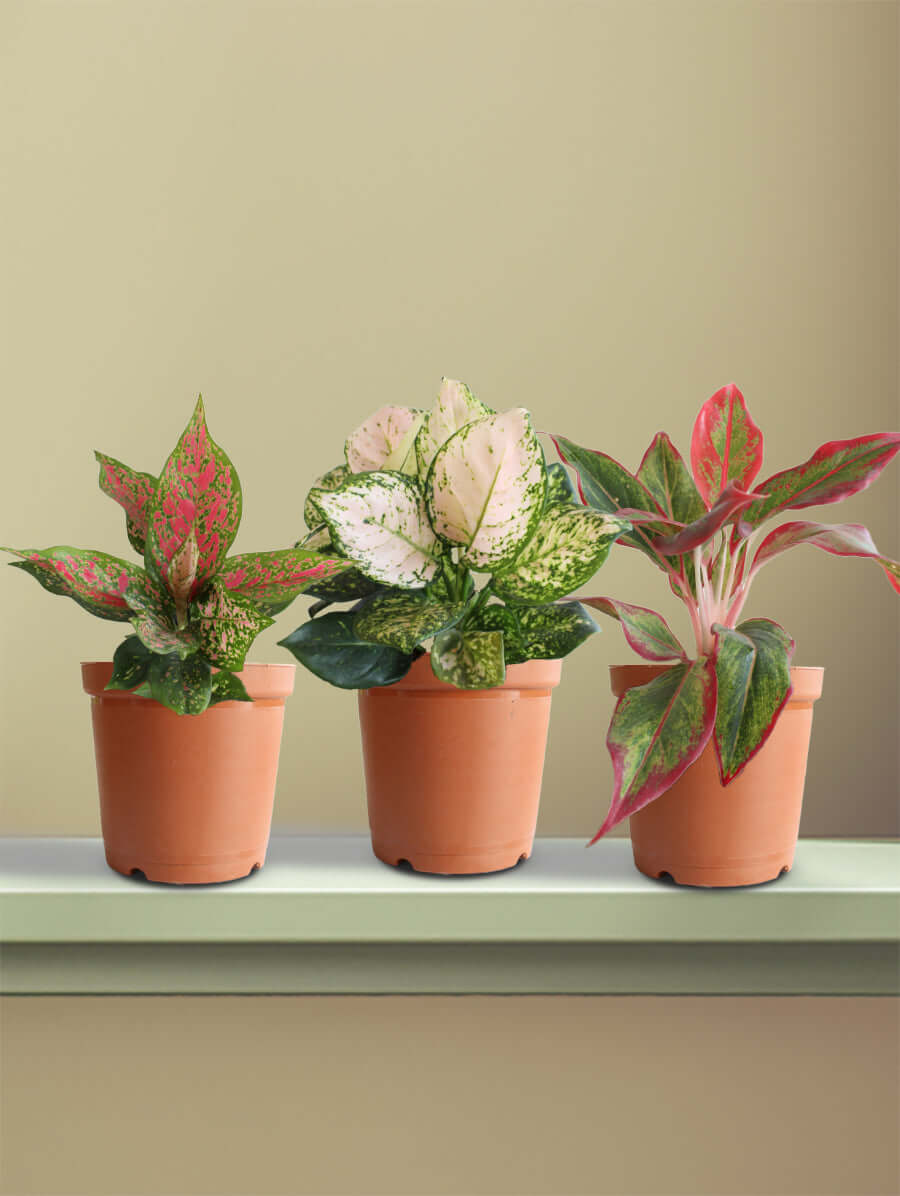 pink dalmatian aglaonema flower Blushing Aglaonemas – Greenkin