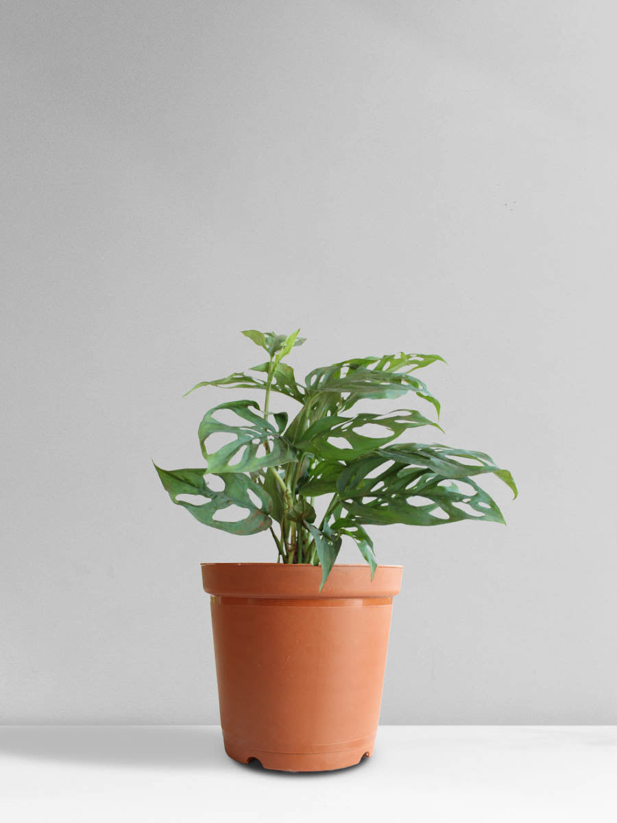Broken Heart Plant (Medium)