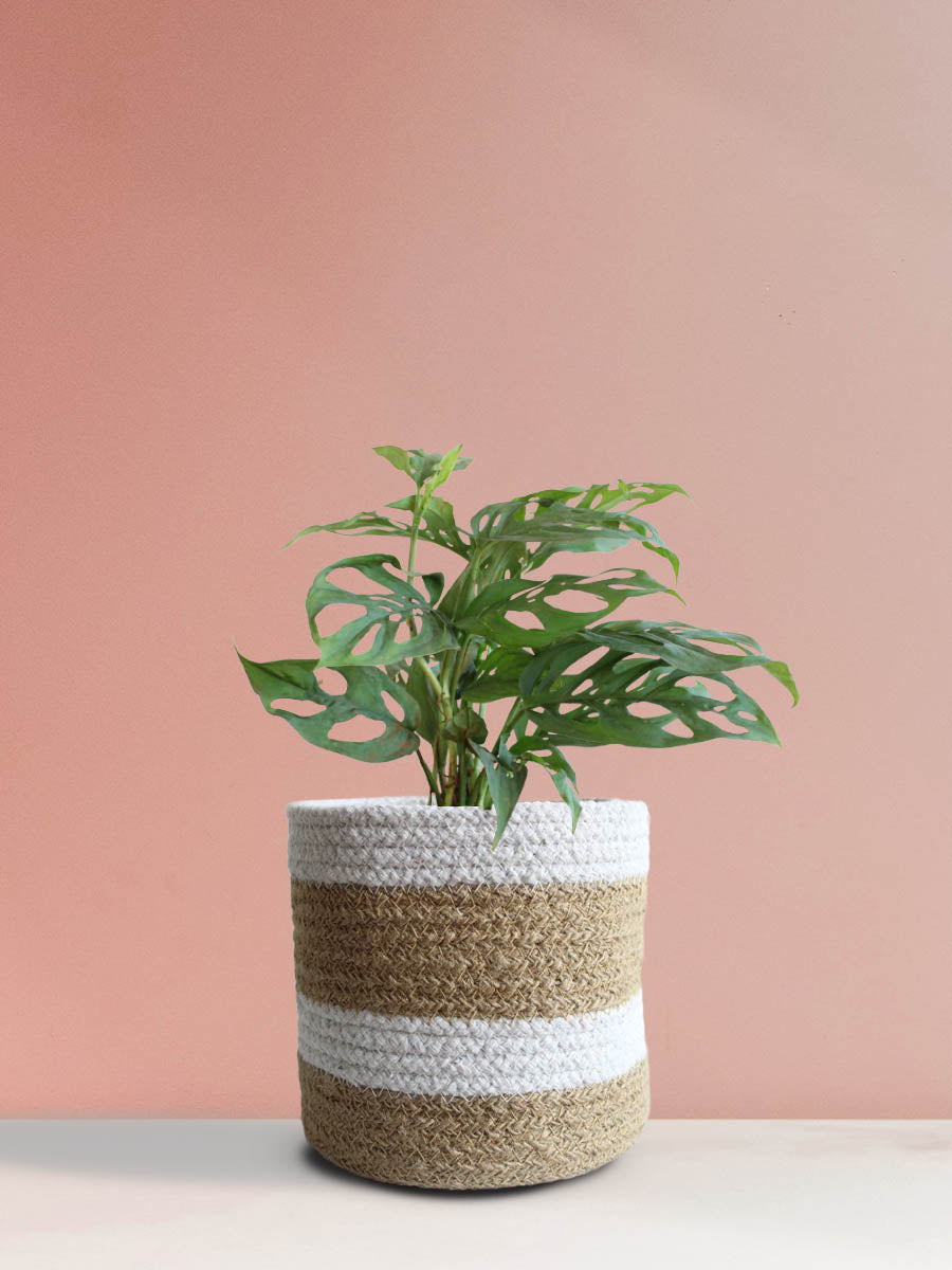 Broken Heart Plant (Medium)