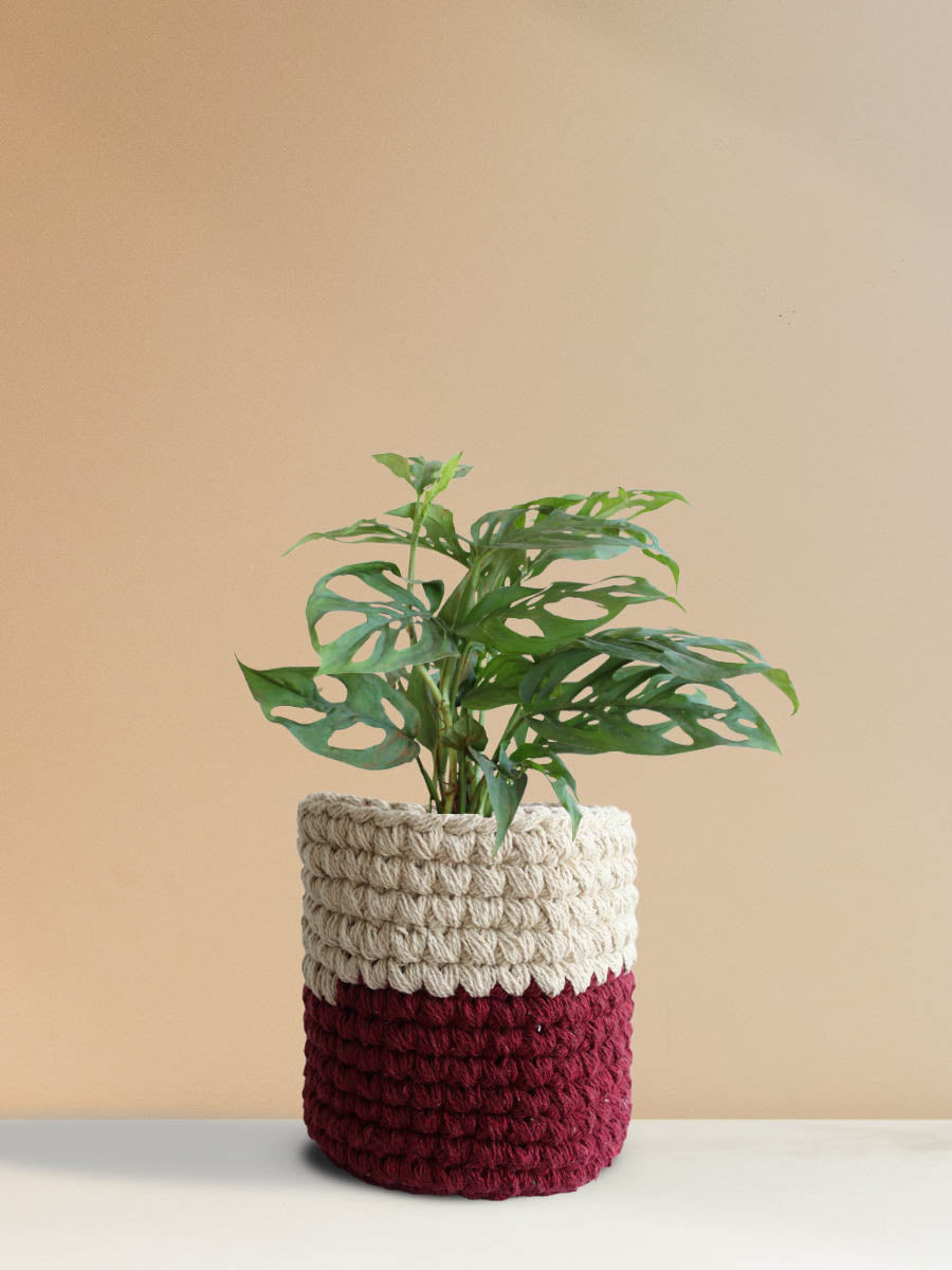 Broken Heart Plant (Medium)