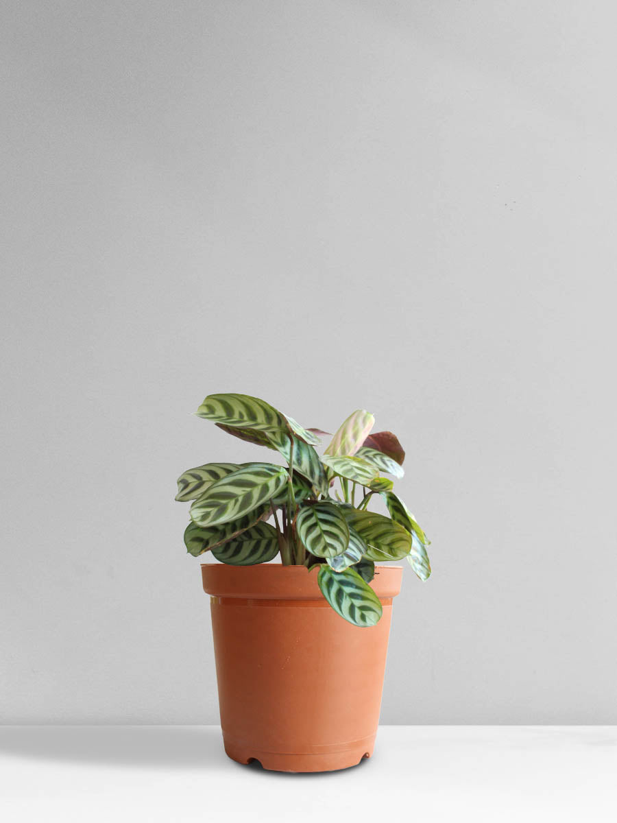 Calathea Burle Marx (Medium)