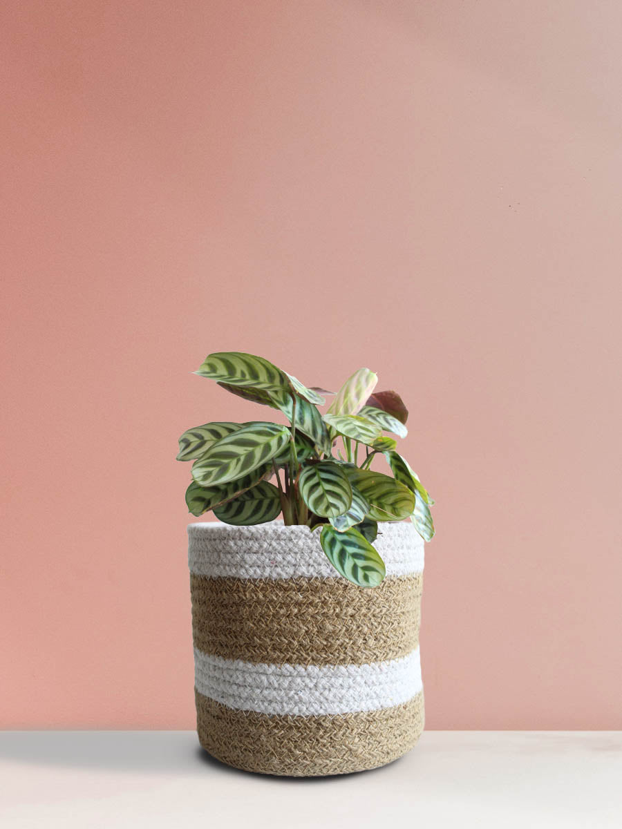Calathea Burle Marx (Medium)