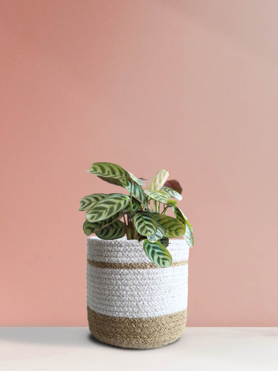 Calathea Burle Marx (Medium)