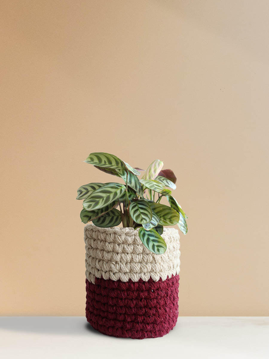 Calathea Burle Marx (Medium)