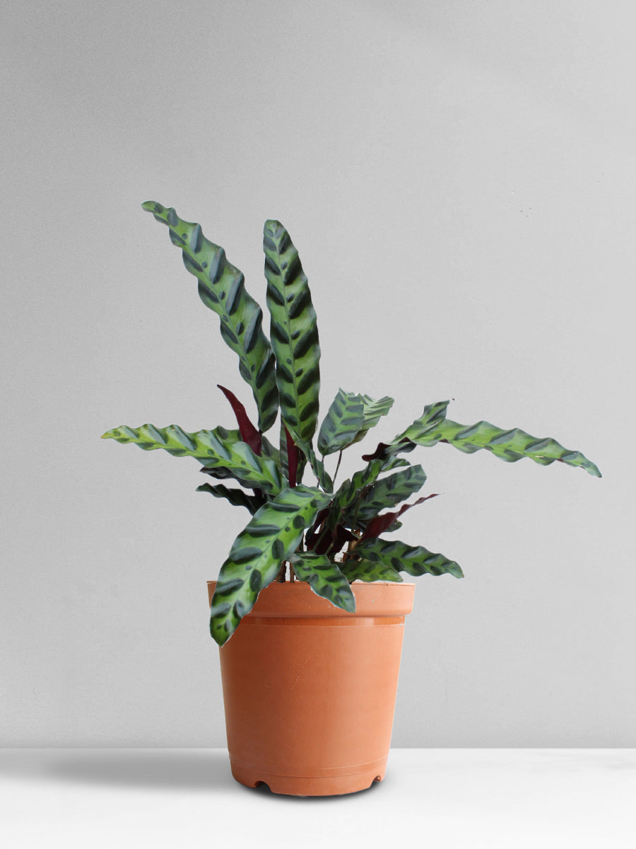Calathea Rattlesnake (Medium)