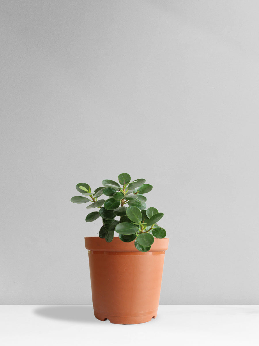 Ficus Compacta (Medium)