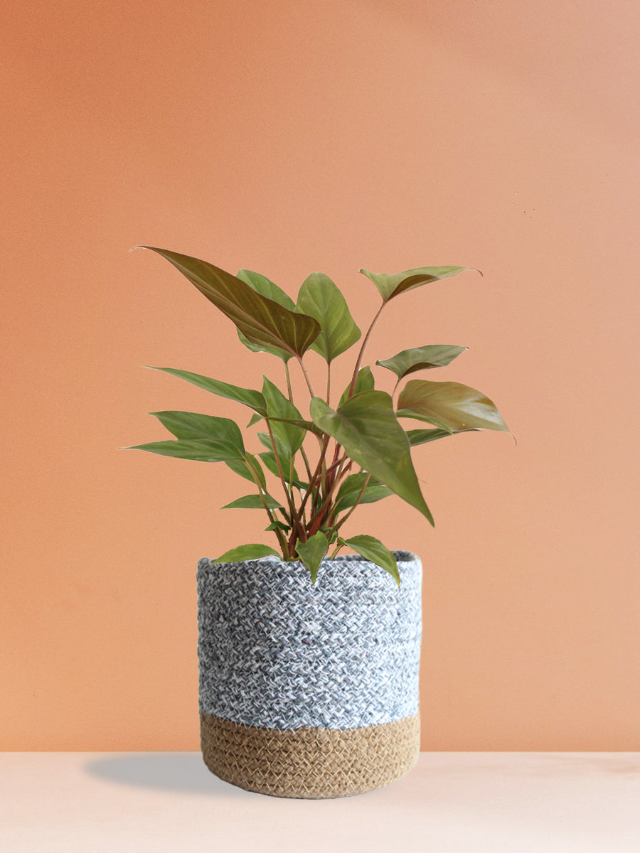 Homalomena Bronze (Medium)