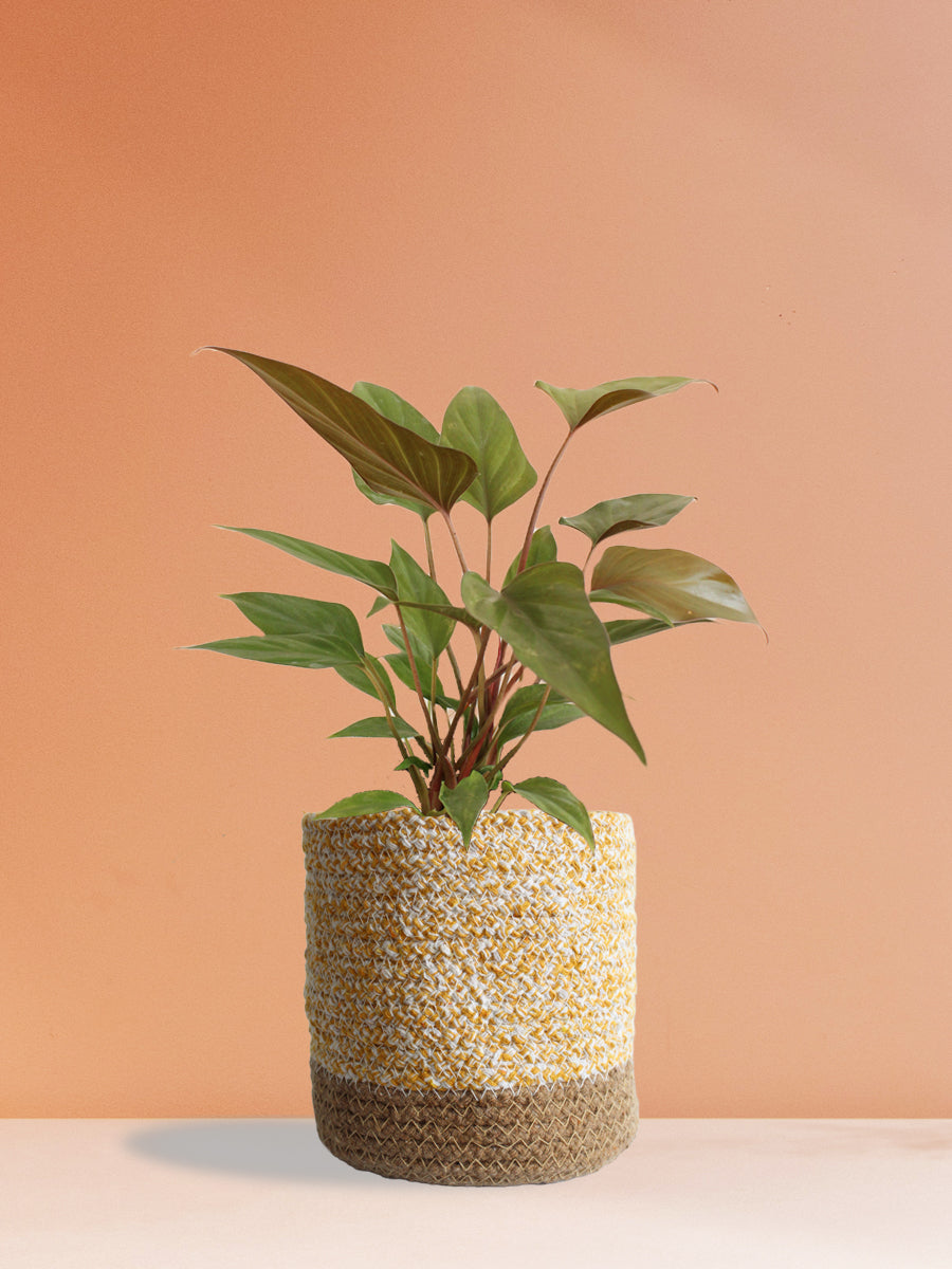 Homalomena Bronze (Medium)