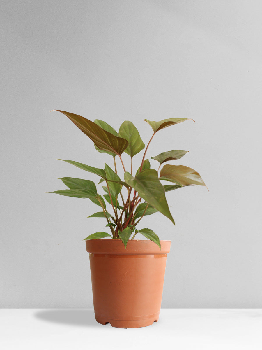 Homalomena Bronze (Medium)
