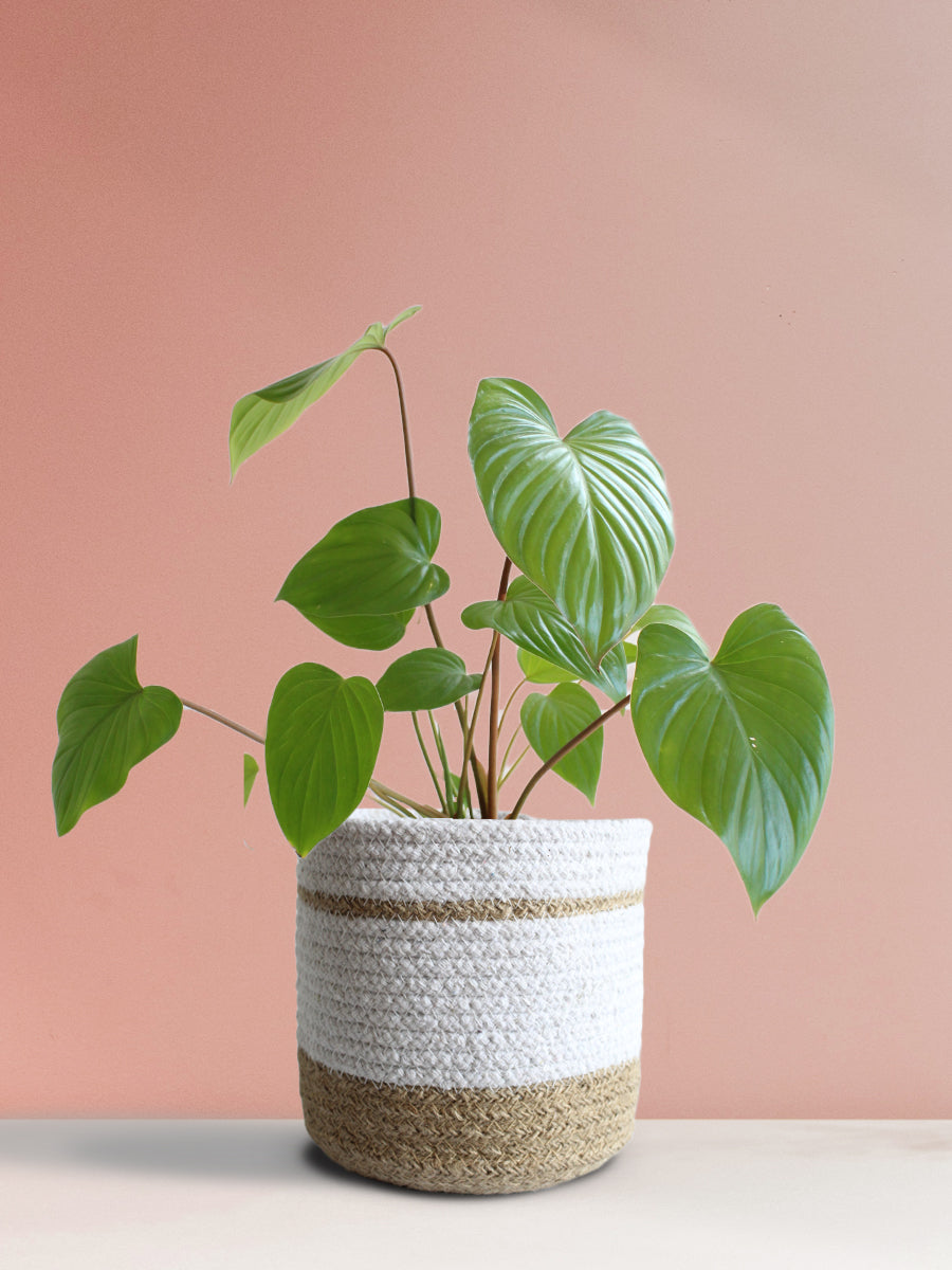 Homalomena Maggy (Medium)