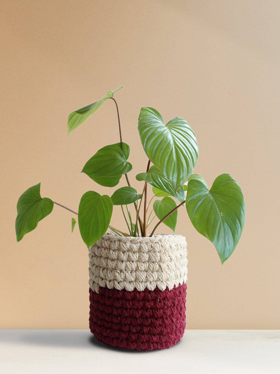 Homalomena Maggy (Medium)