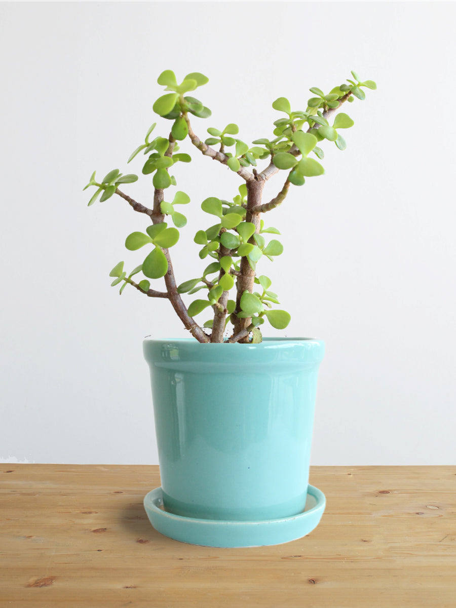 Jade Mini (Small)