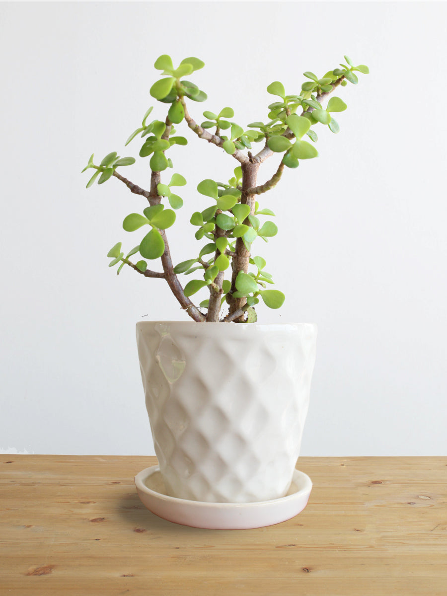 Jade Mini (Small)