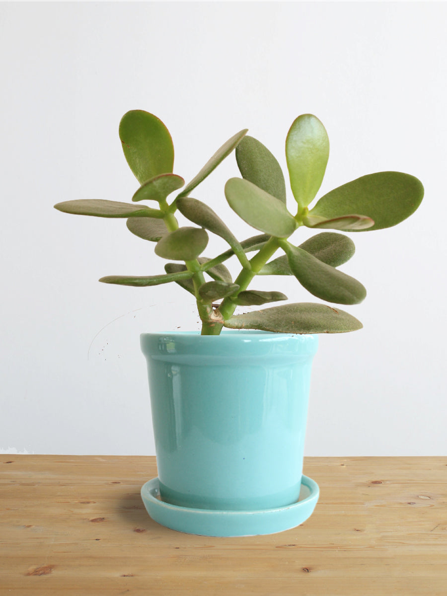 Jade Plant (Small)