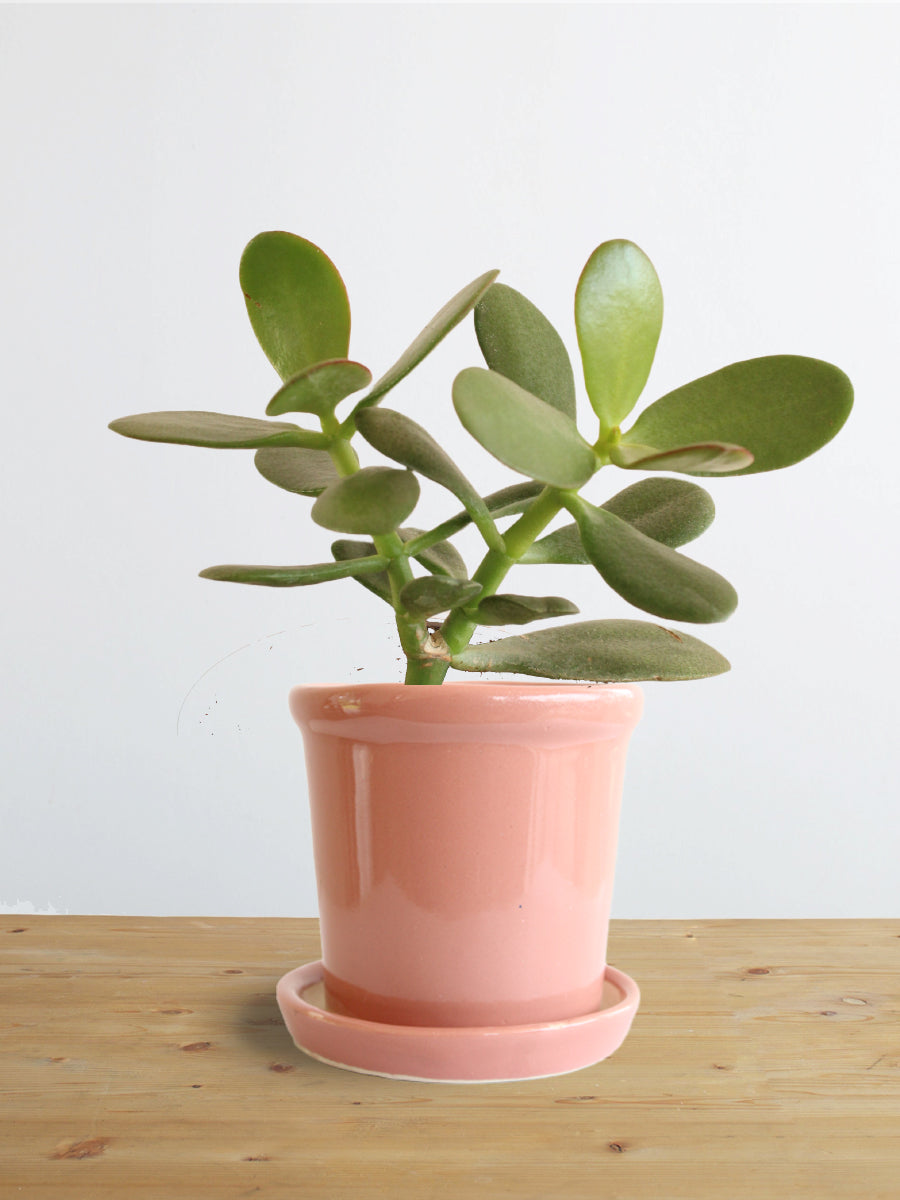 Jade Plant (Small)