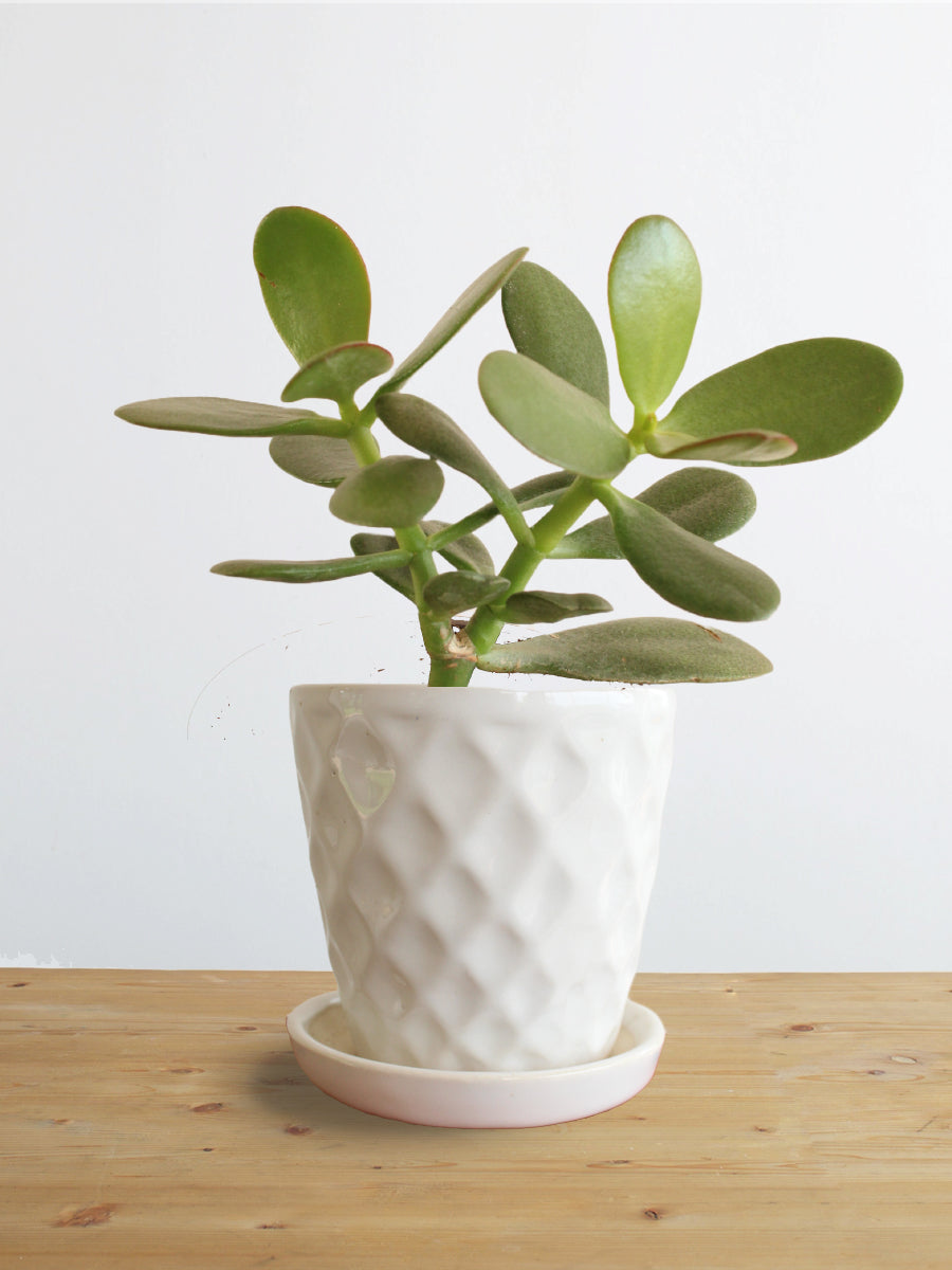 Jade Plant (Small)