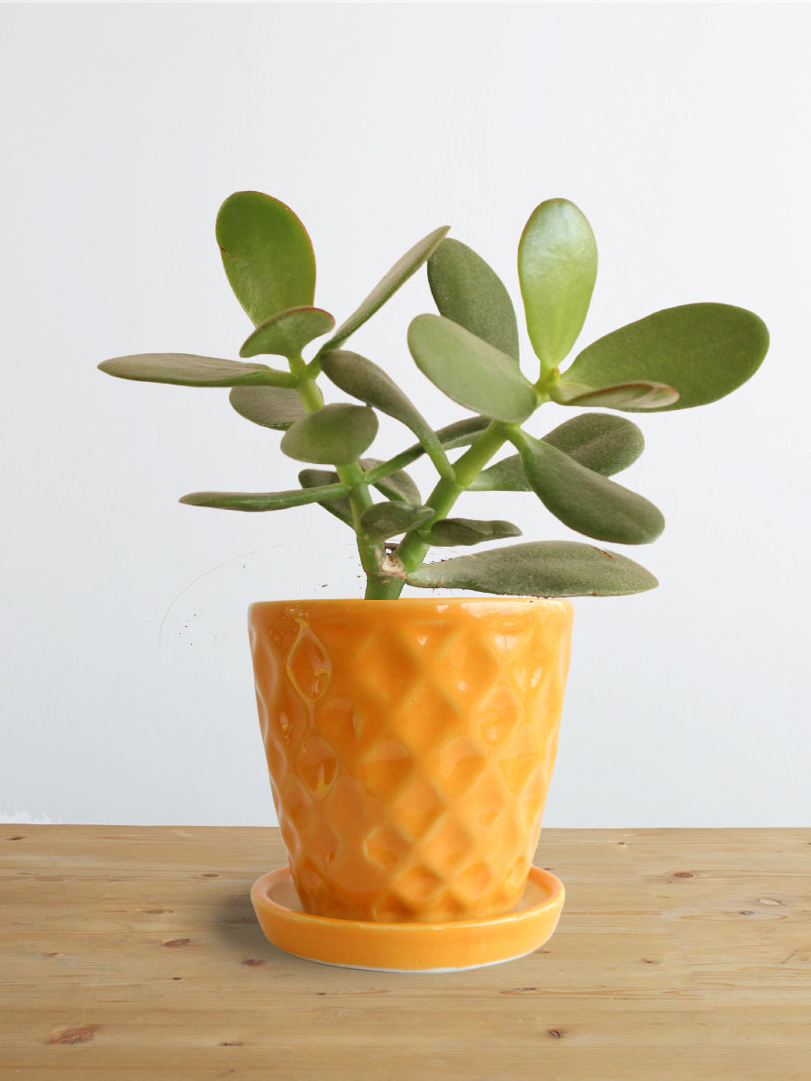 Jade Plant (Small)