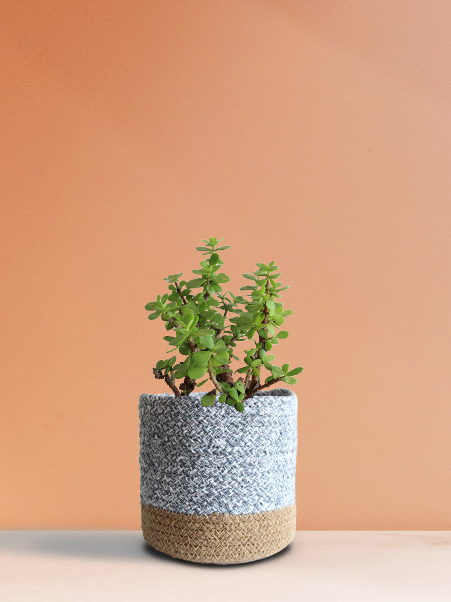 Jade Mini (Medium)