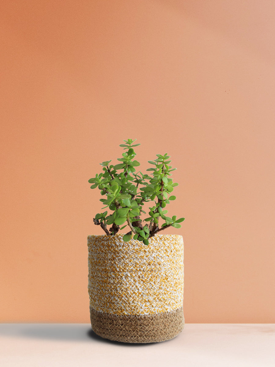 Jade Mini (Medium)