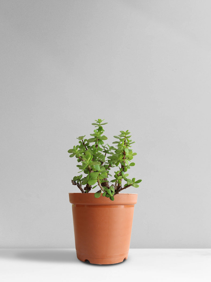 Jade Mini (Medium)