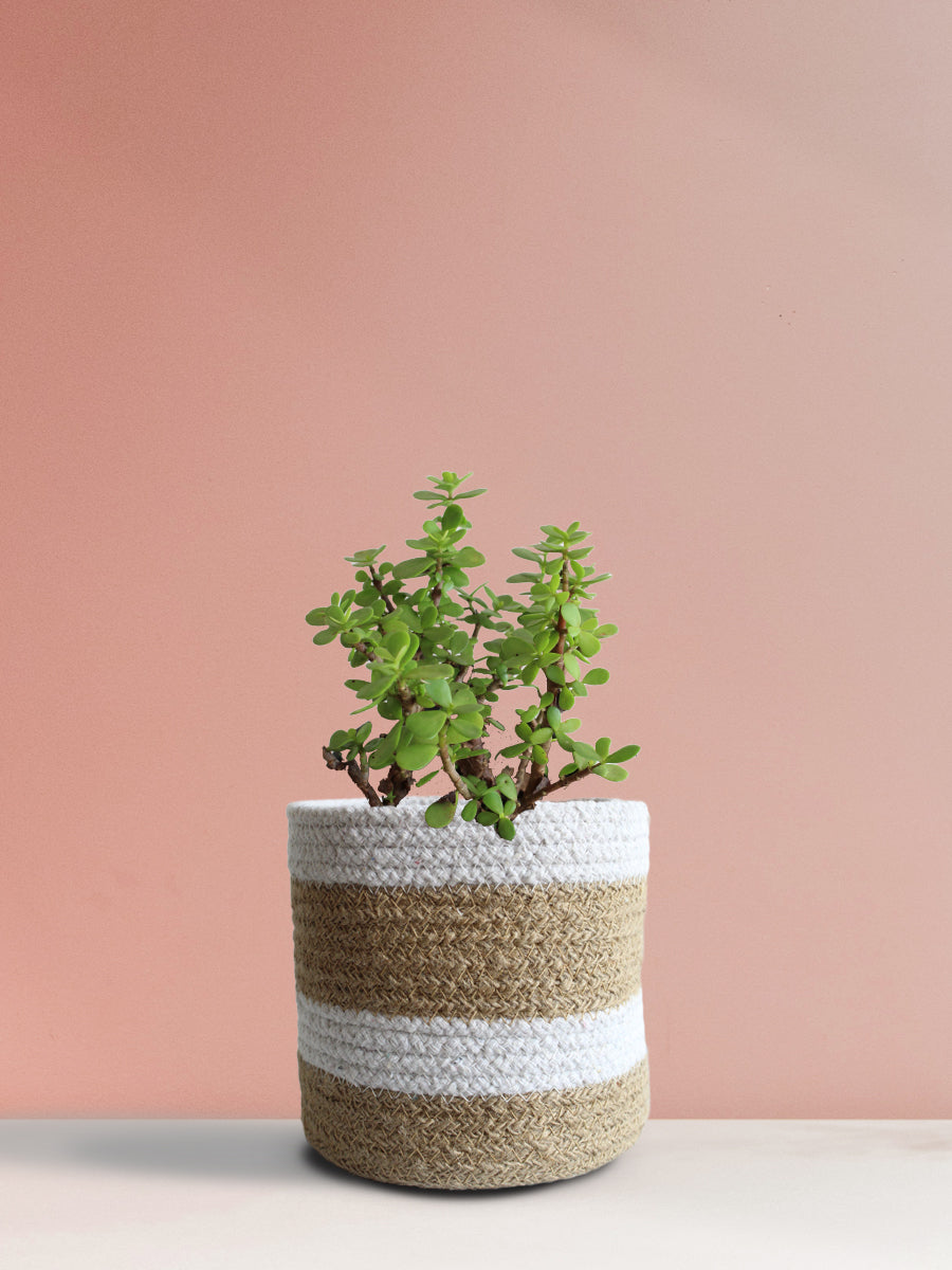 Jade Mini (Medium)