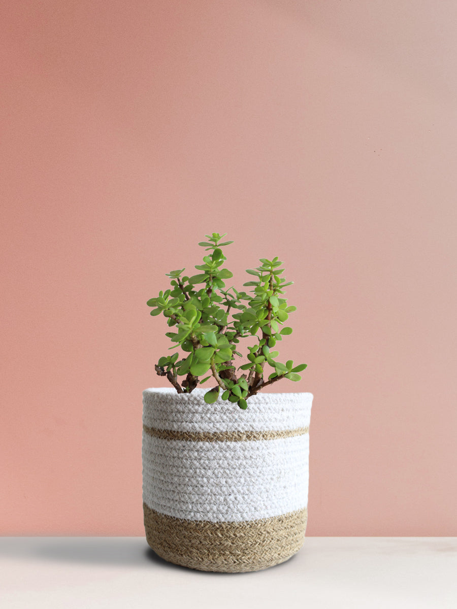 Jade Mini (Medium)