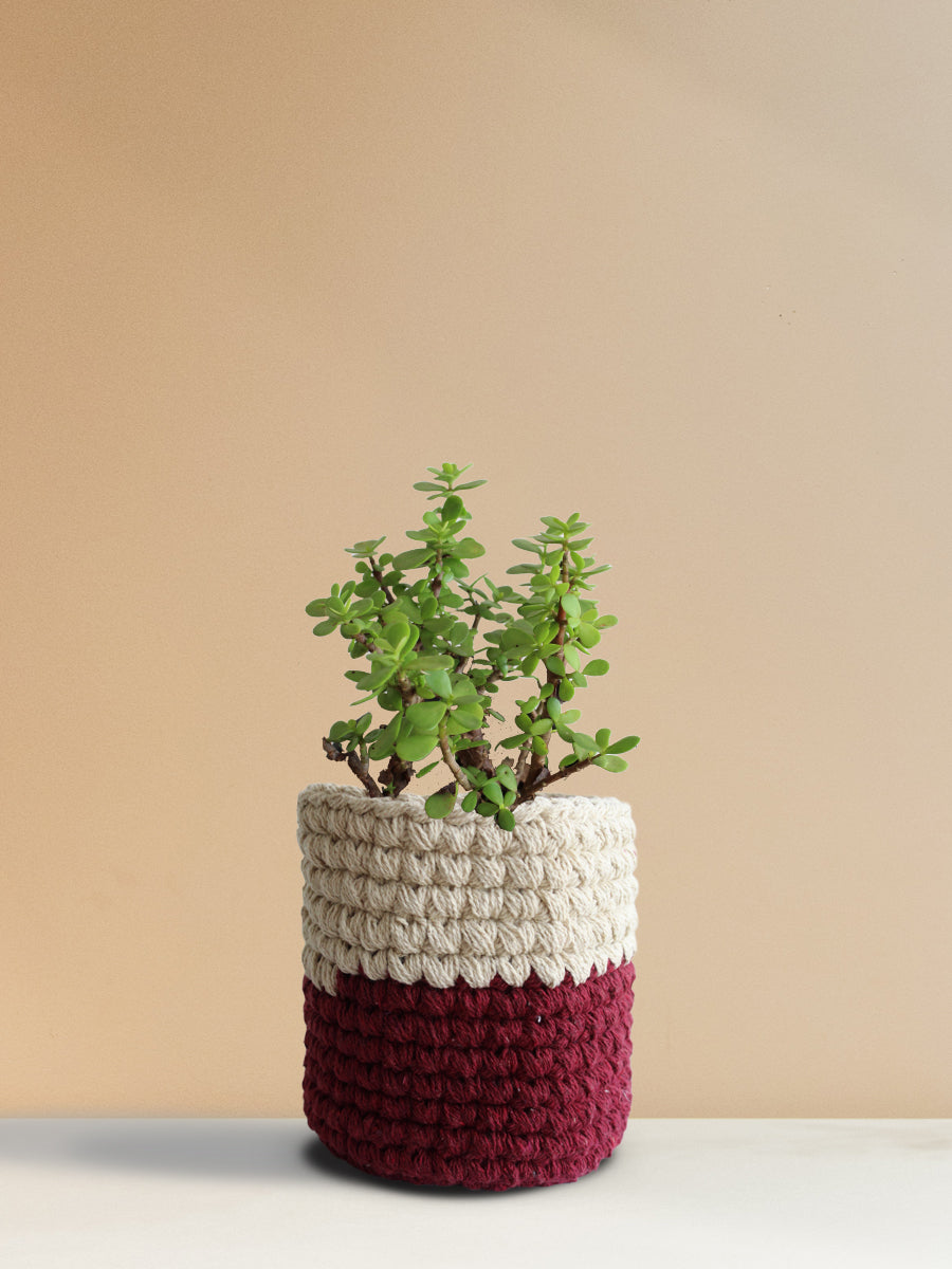 Jade Mini (Medium)