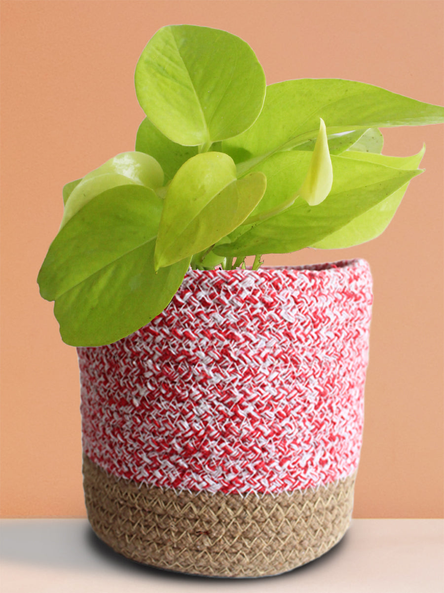 money plant planter Money Plant Golden (Medium)