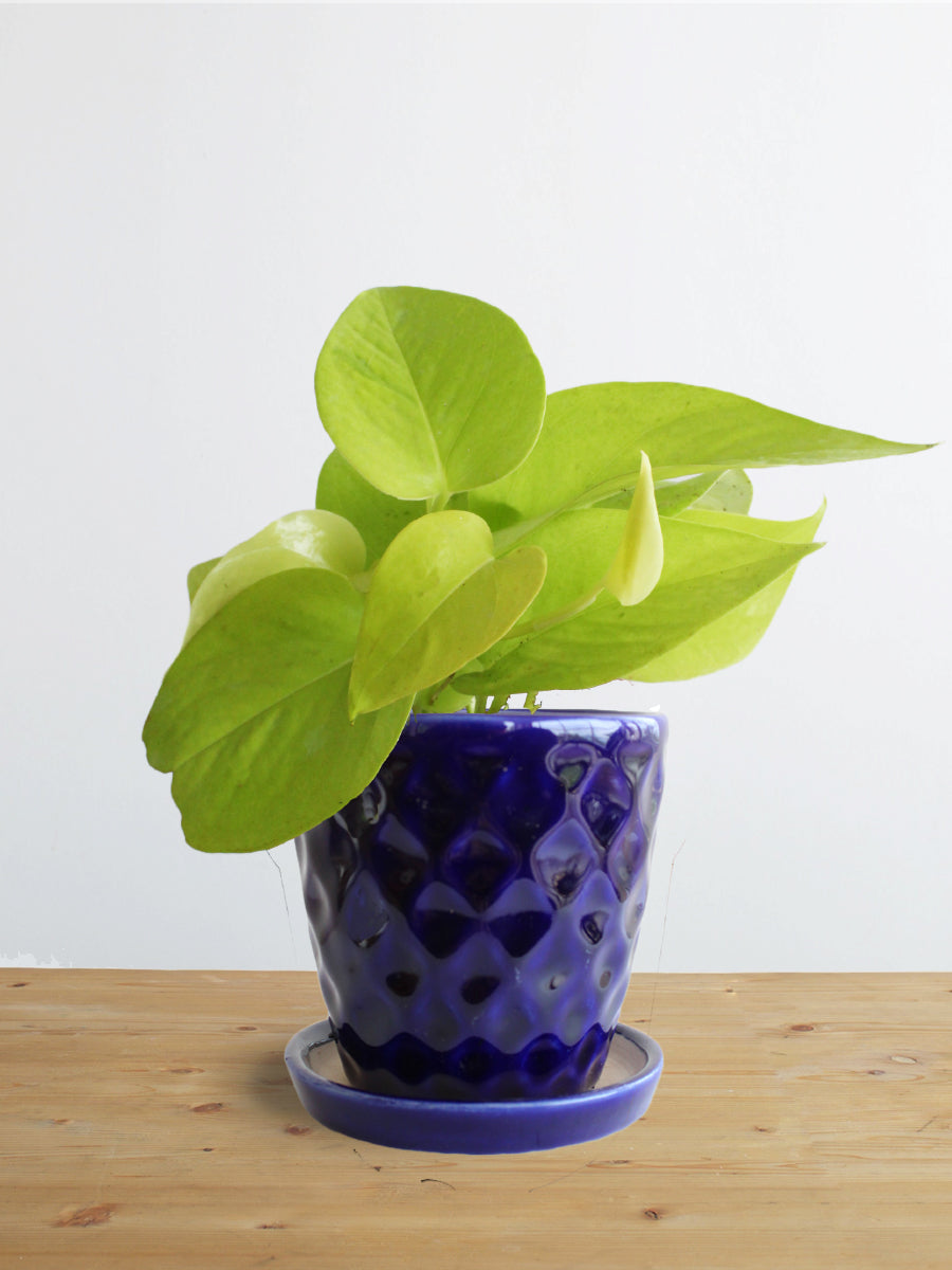 Money Plant Golden (Small)