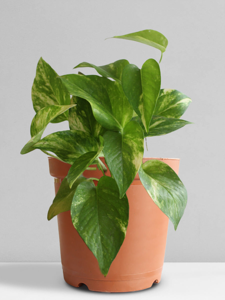 Money Plant Gold King (Medium)