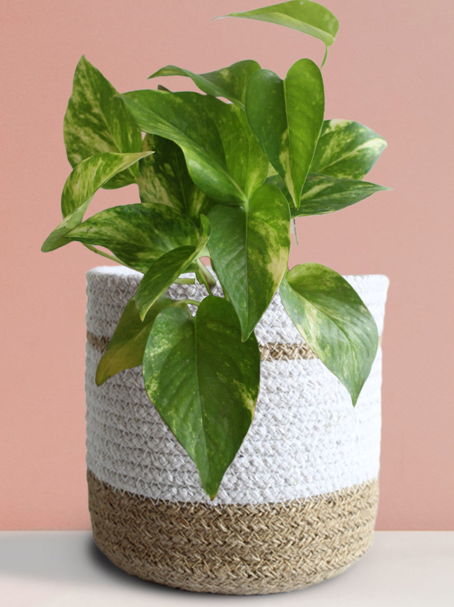 Money Plant Gold King (Medium)