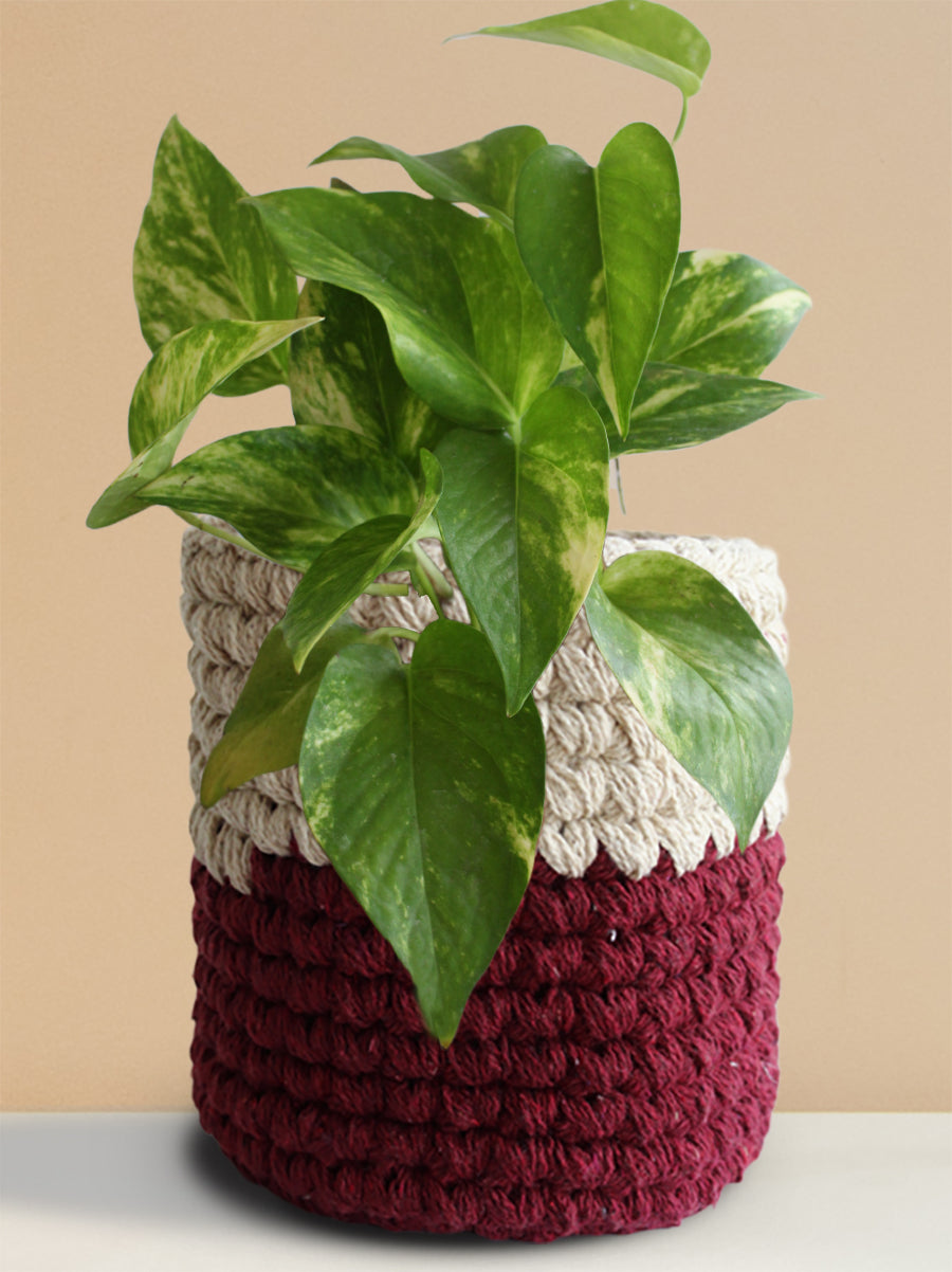 Money Plant Gold King (Medium)