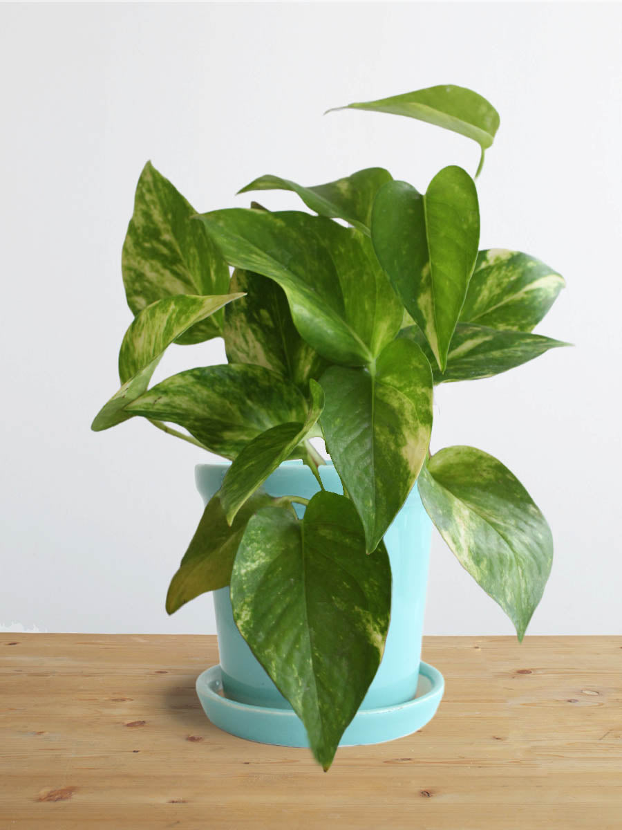 Money Plant Gold King (Small)