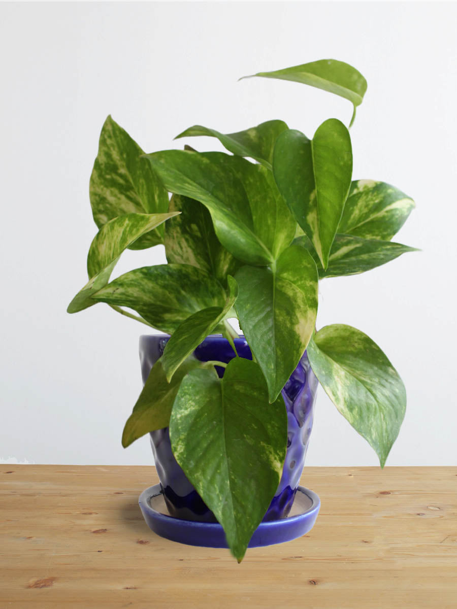 Money Plant Gold King (Small)