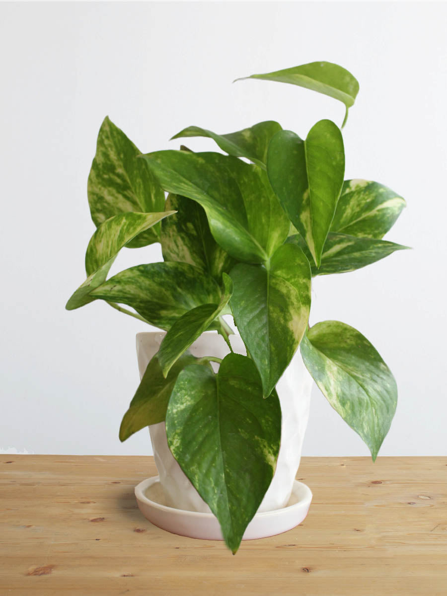Money Plant Gold King (Small)