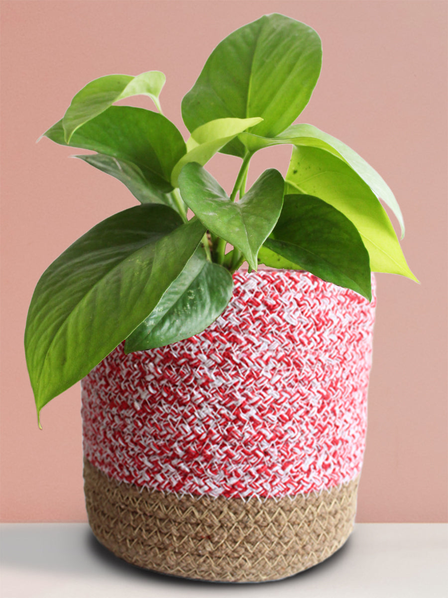 Money Plant Green (Medium)