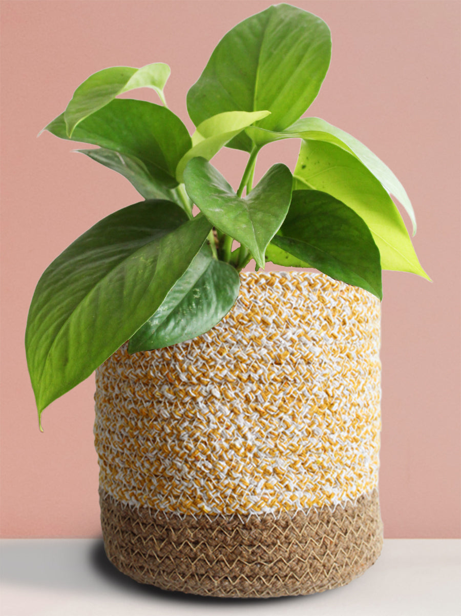 Money Plant Green (Medium)