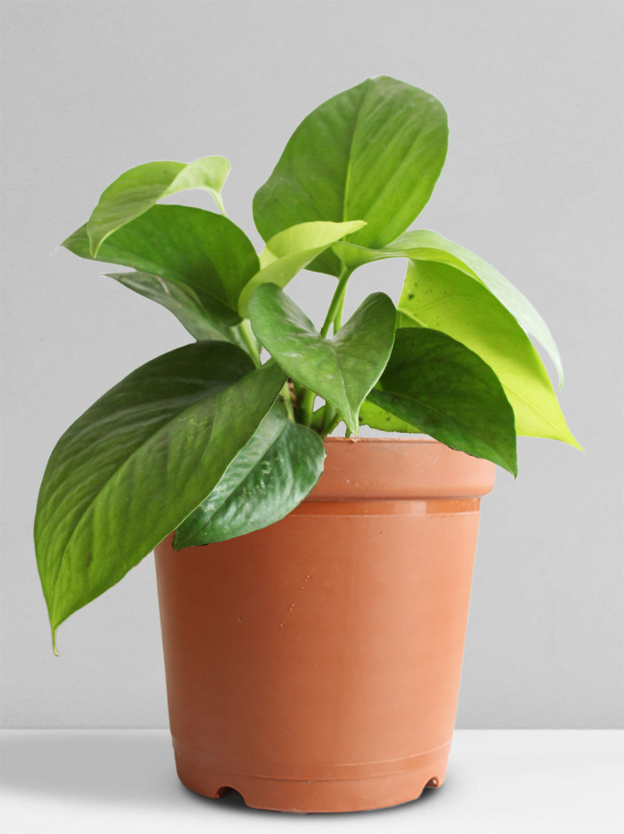 Money Plant Green (Medium)