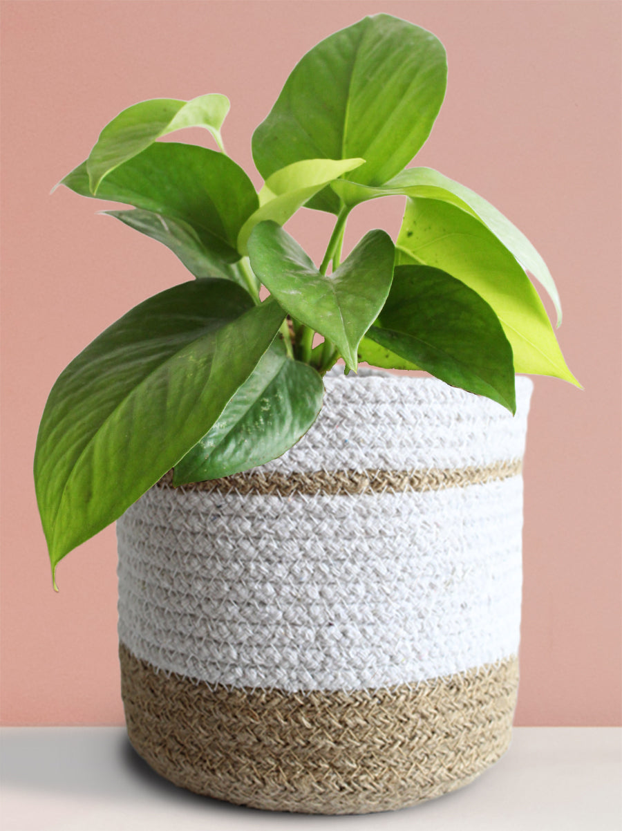 Money Plant Green (Medium)