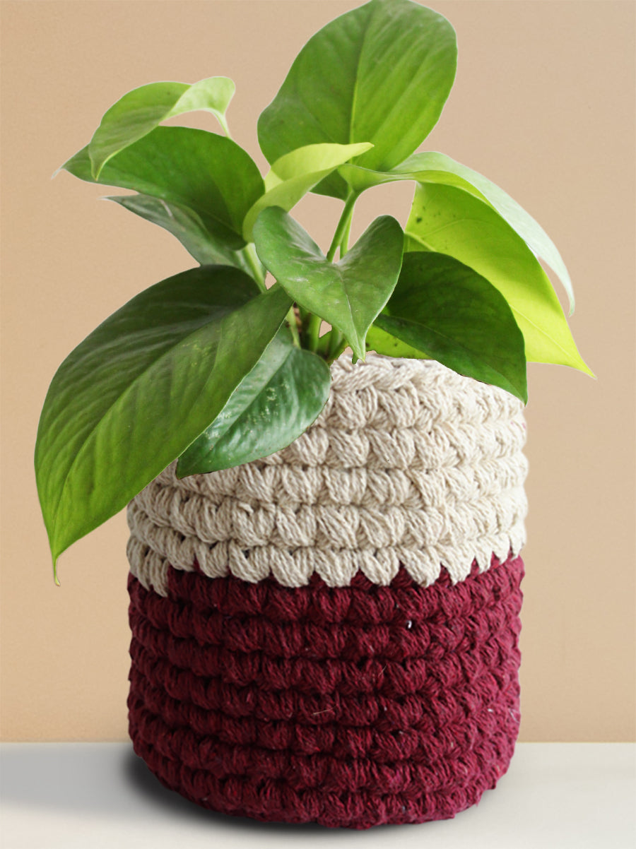 Money Plant Green (Medium)