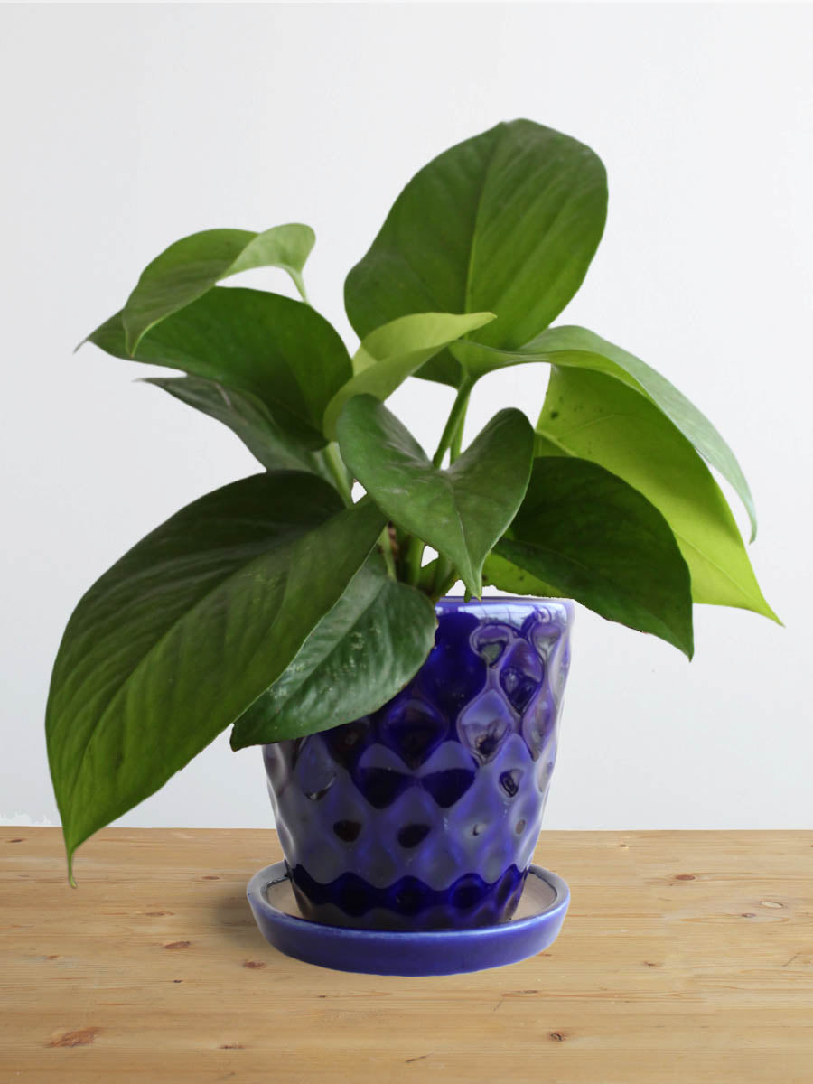 Money Plant Green (Small)